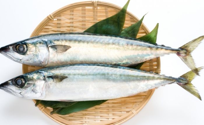 鯖魚營養 鯖魚營養