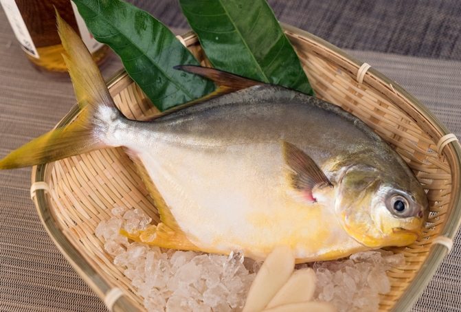 金鯧魚 金鯧魚