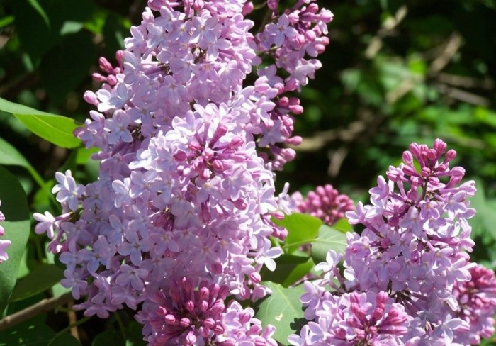 紫丁香花語 紫丁香花語