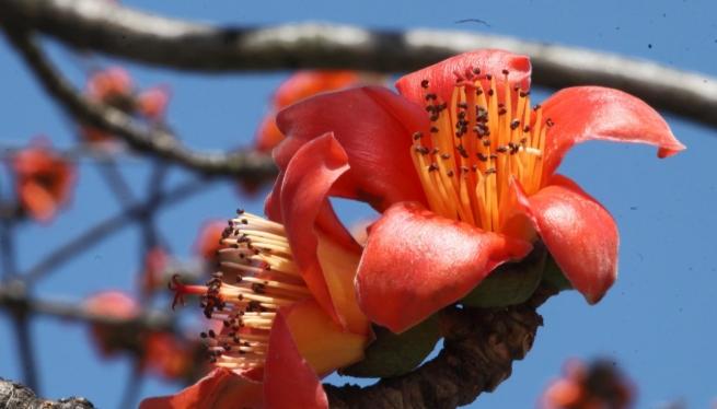 木棉花花語 木棉花花語