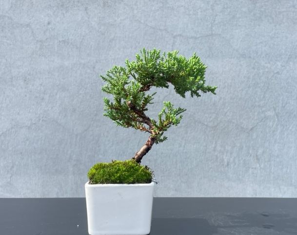 珍珠柏 珍珠柏