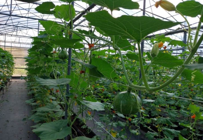 南瓜種植方法 南瓜種植方法