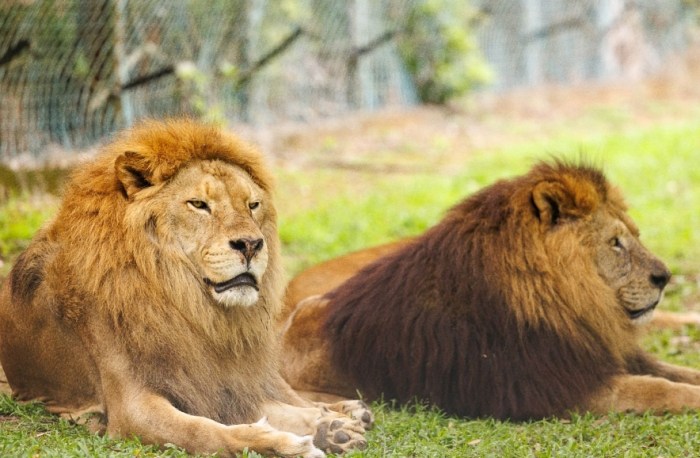 六福村動物園 六福村動物園