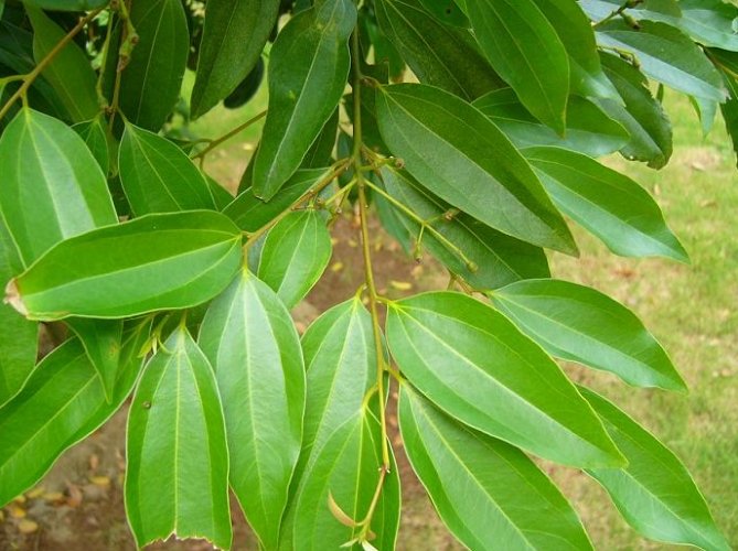 肉桂葉泡茶功效：探索溫暖身心之力與泡茶全攻略