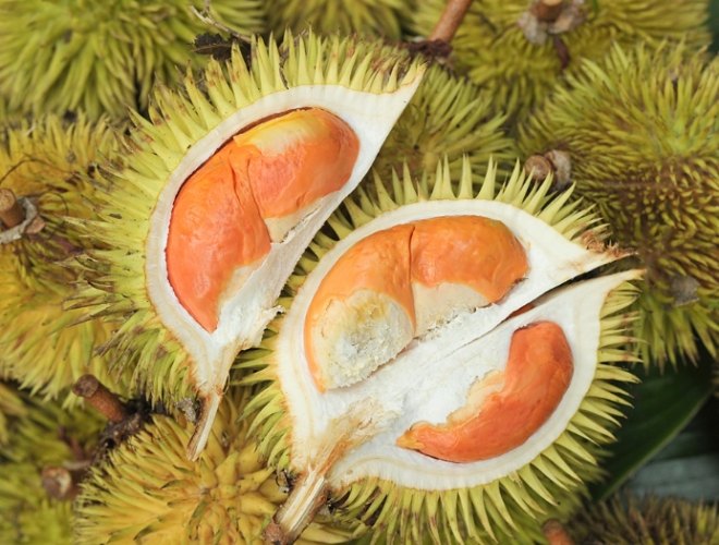 榴槤對女人的好處 榴槤對女人的好處