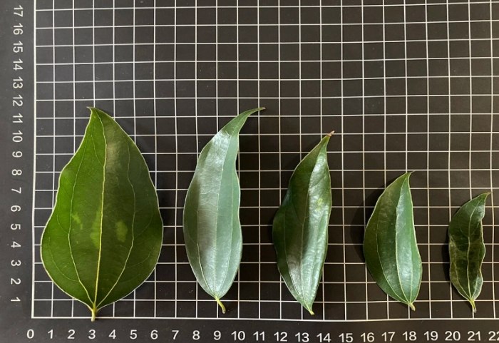 肉桂葉泡茶功效 肉桂葉泡茶功效