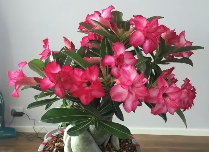 沙漠玫瑰照顧 沙漠玫瑰照顧