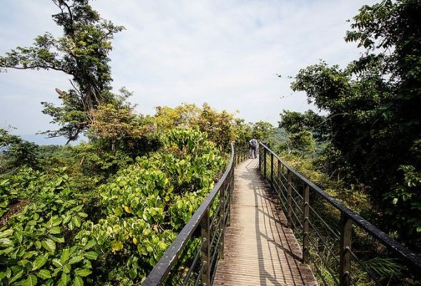 龍過脈森林步道 龍過脈森林步道