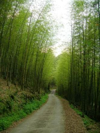 竹林秘境 竹林秘境