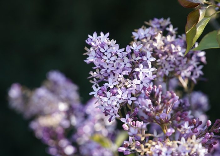 紫丁香花語 紫丁香花語