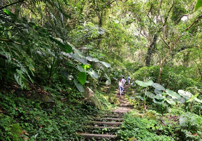 三峽大板根森林遊樂區 三峽大板根森林遊樂區