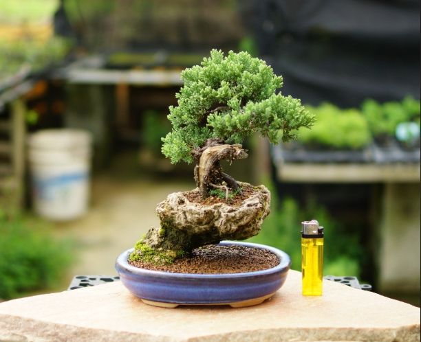 珍珠柏 珍珠柏