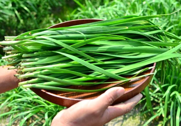 韭菜功效