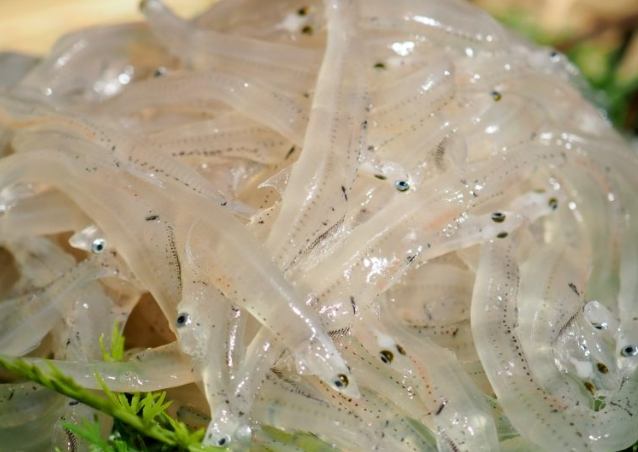 銀魚 銀魚