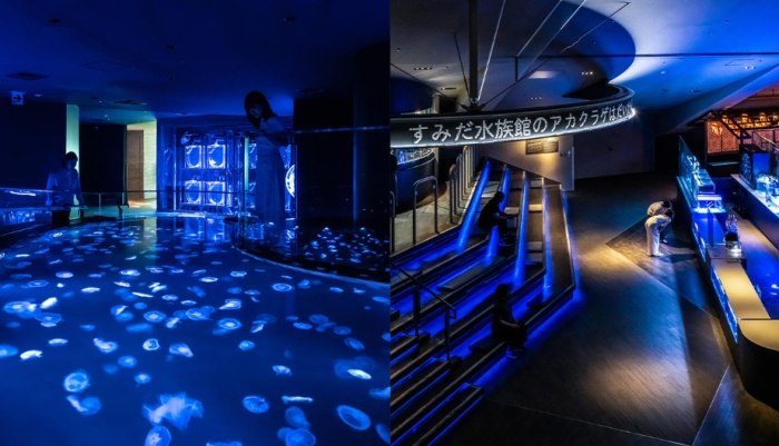 台南水族館：探索臺灣海洋起點、必看重點與省錢攻略