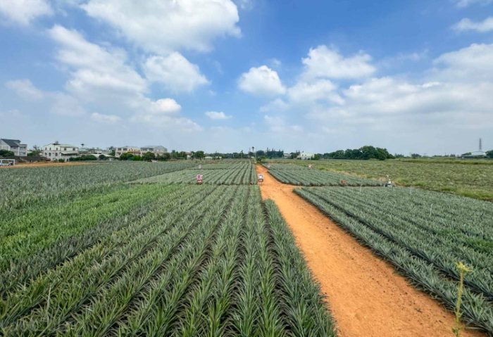 嘉義觀光工廠 嘉義觀光工廠