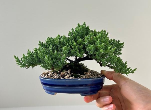 珍珠柏 珍珠柏