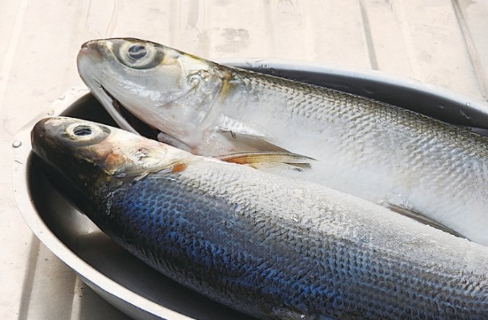 虱目魚營養 虱目魚營養