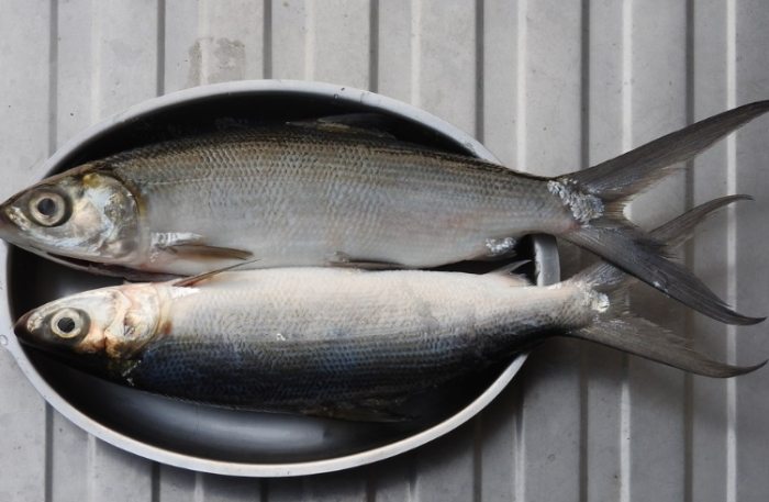 虱目魚營養 虱目魚營養