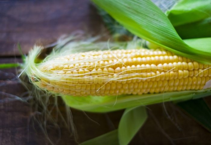 玉米熱量 玉米熱量