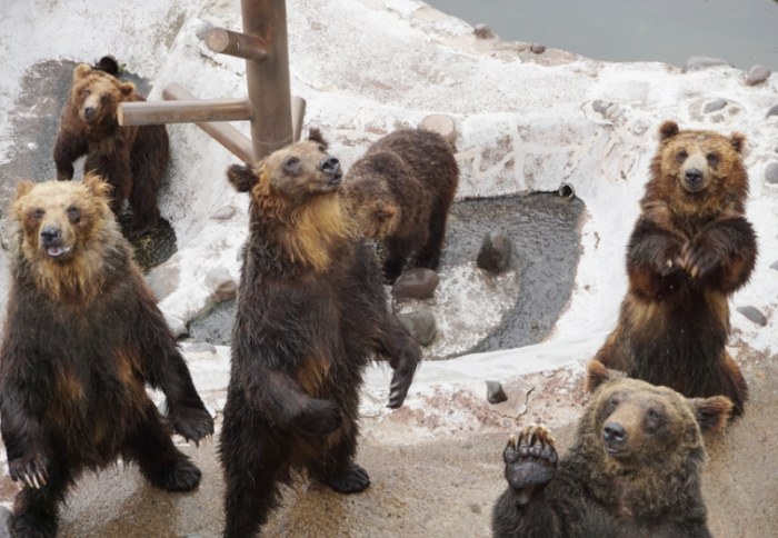 クマ牧場 クマ牧場
