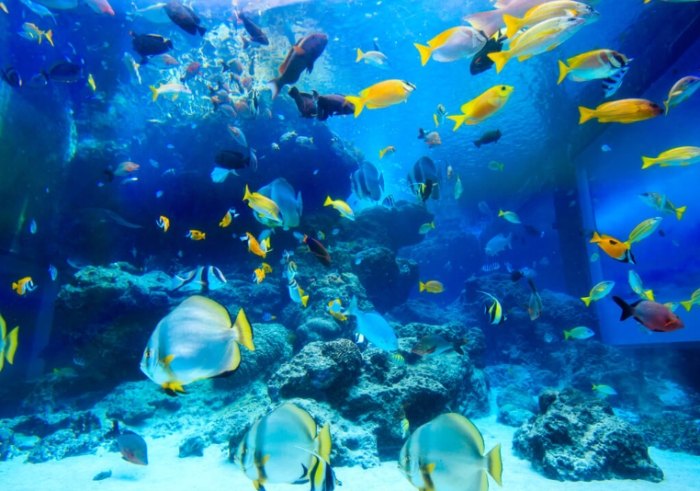 沖繩水族館