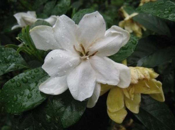 梔子花功效 梔子花功效