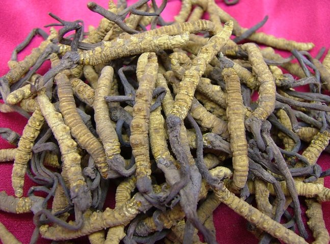 蟲草功效：揭開神奇傳說與實證真相
