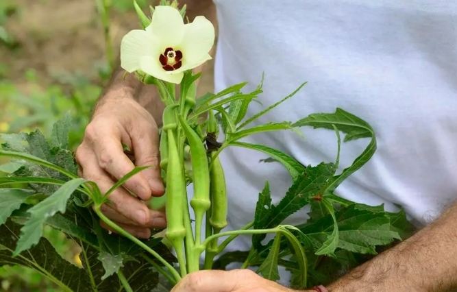 秋葵種植時間 秋葵種植時間