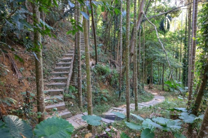 坑內坑森林步道 坑內坑森林步道