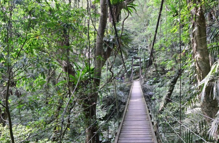 三峽大板根森林遊樂區 三峽大板根森林遊樂區