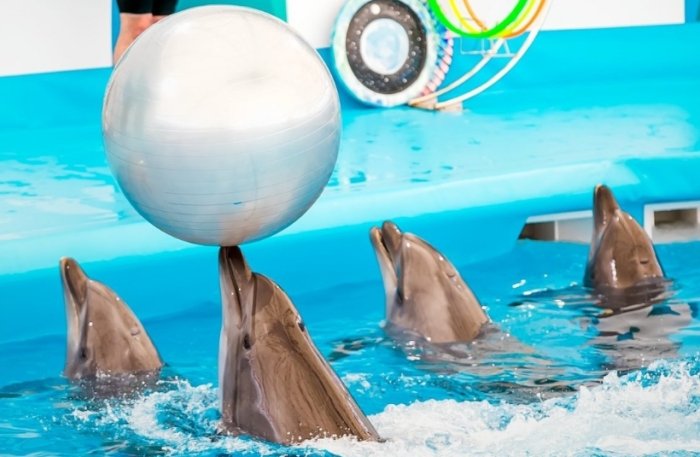 曼谷野生動物園 曼谷野生動物園