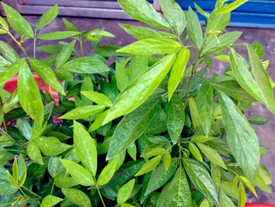 抹草種植 抹草種植