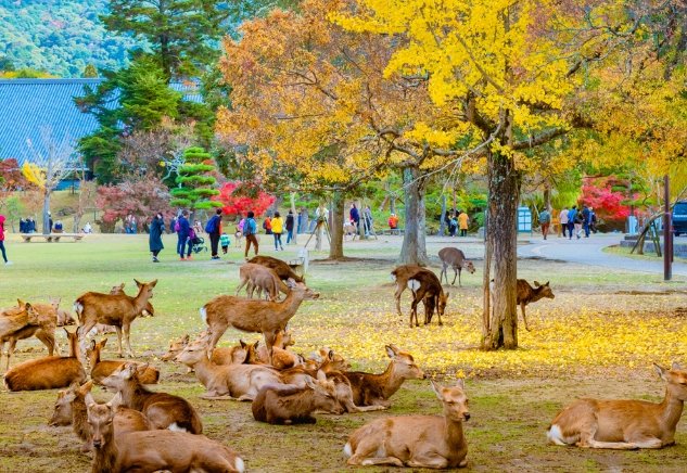 日本旅遊自由行 日本旅遊自由行