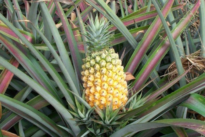 鳳梨好處 鳳梨好處