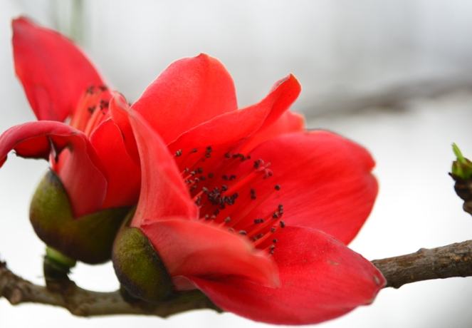 木棉花花語 木棉花花語