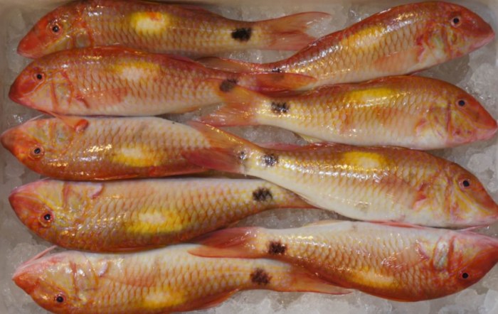 秋姑魚