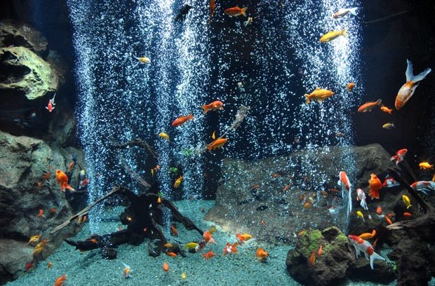 水族館東京 水族館東京