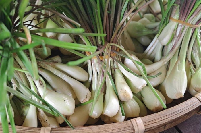 蕗蕎功效 蕗蕎功效