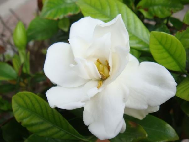 梔子花功效 梔子花功效