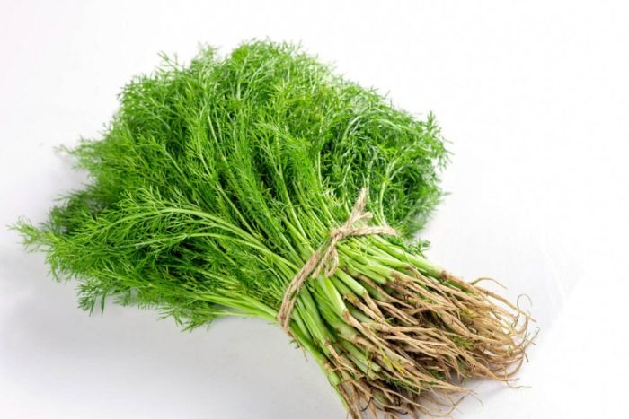 茴香功效 茴香功效