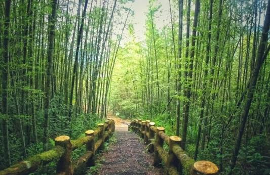 竹林秘境 竹林秘境