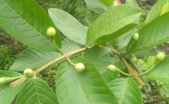 芭樂葉功效 芭樂葉功效