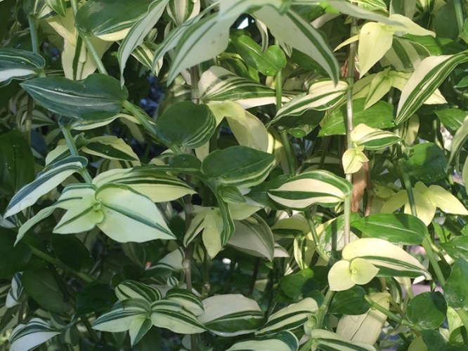 鴨拓草 鴨拓草