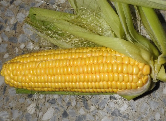 玉米熱量 玉米熱量