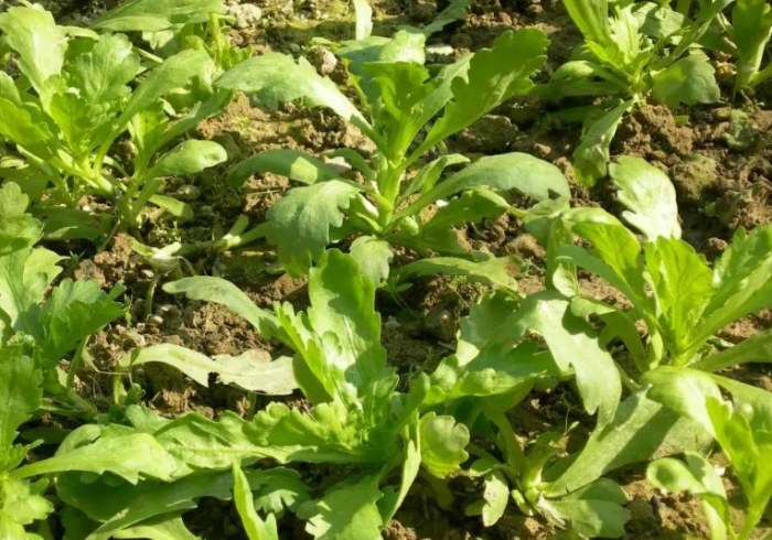茼蒿種植 茼蒿種植