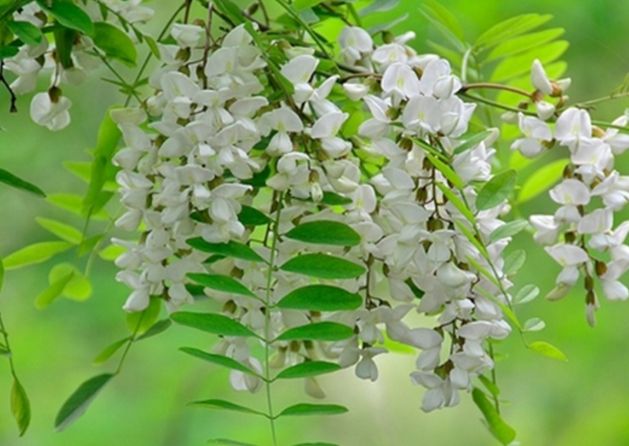 槐花功效 槐花功效