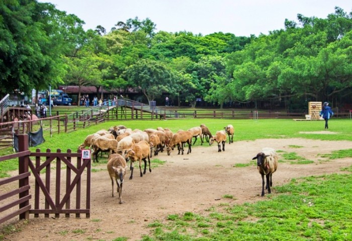 桃園親子樂園 桃園親子樂園