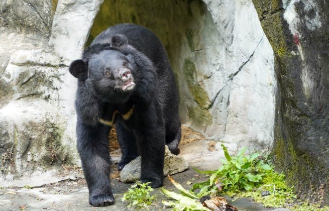 台北市立動物園 台北市立動物園