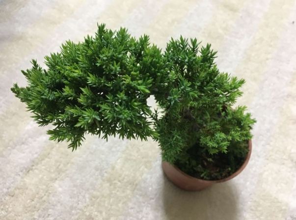 珍珠柏 珍珠柏